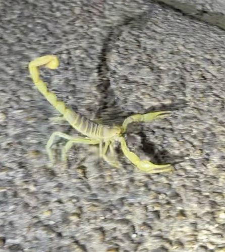 Desert Hairy Scorpion