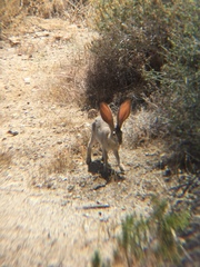 Lepus californicus bennettii
