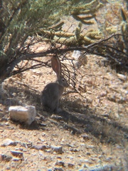 Lepus californicus bennettii
