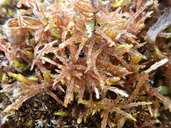 Sarmentypnum sarmentosum