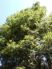 Quercus laurina