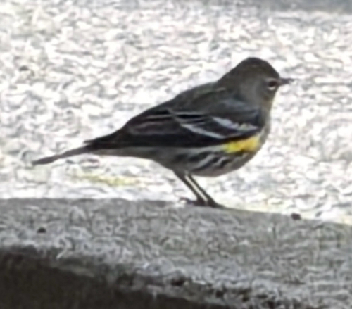 Yellow-rumped Warbler