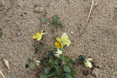 Viola arvensis