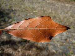 Quercus laurina