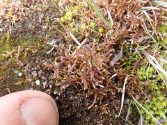 Sarmentypnum sarmentosum