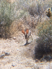 Lepus californicus bennettii