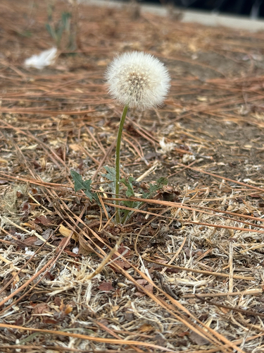 red-seeded dandelion