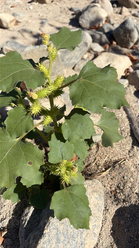rough cocklebur