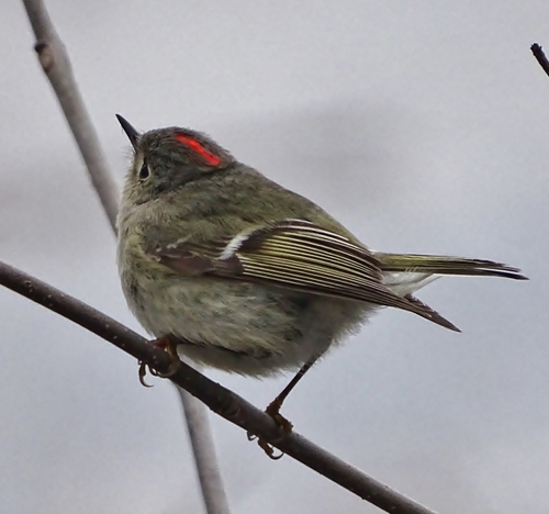 Ruby-crowned Kinglet photographed in Vermont