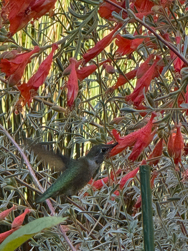 Anna's Hummingbird