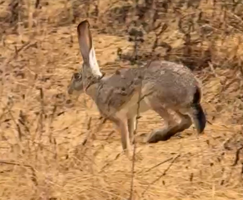 Black-tailed Jackrabbit