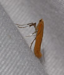 Caloptilia invariabilis
