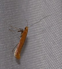 Caloptilia invariabilis