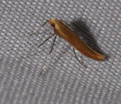 Caloptilia invariabilis
