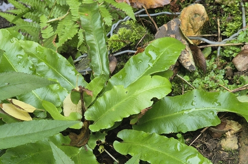 Hart's-tongue fern