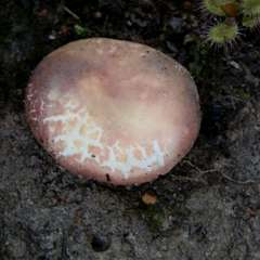 Russula kalimna