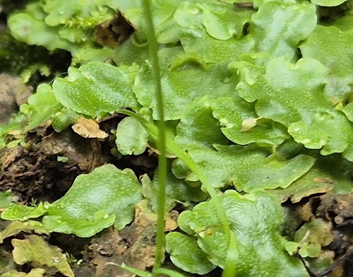 Crescent-cup liverwort