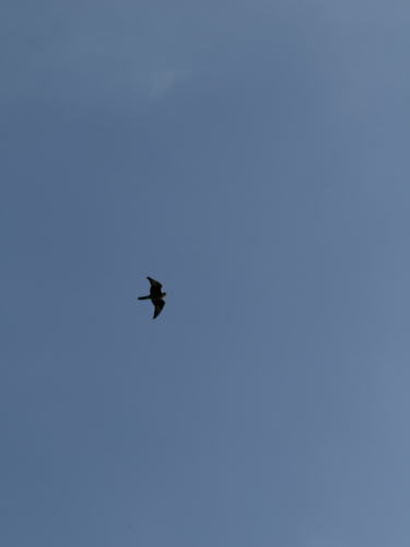 Peregrine Falcon