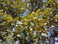 Quercus obtusata
