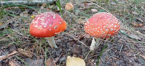 Fly Agaric