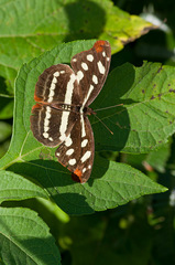Catonephele mexicana