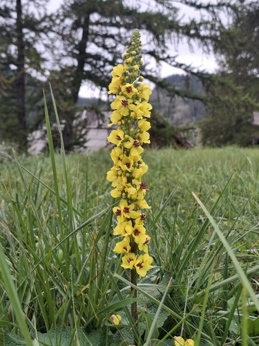 Dark Mullein