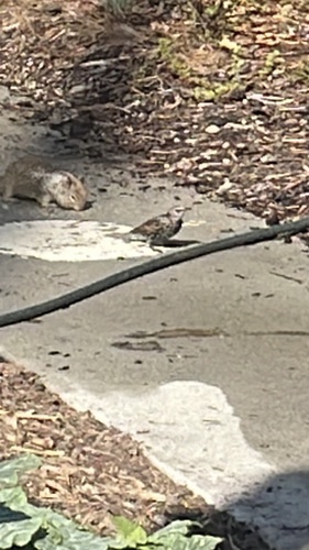 European Starling