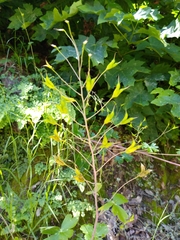 Delphinium nudicaule