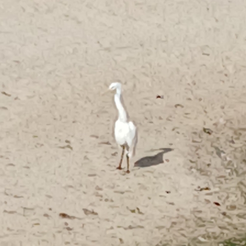 Western Cattle-Egret