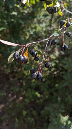 Unknown Species