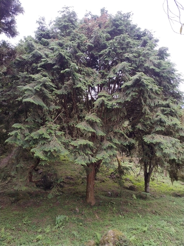 Chamaecyparis formosensis, 2026-10-01