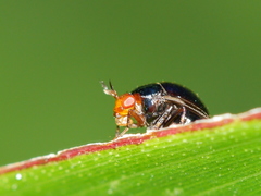 Celyphidae