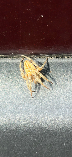 Cross Orbweaver