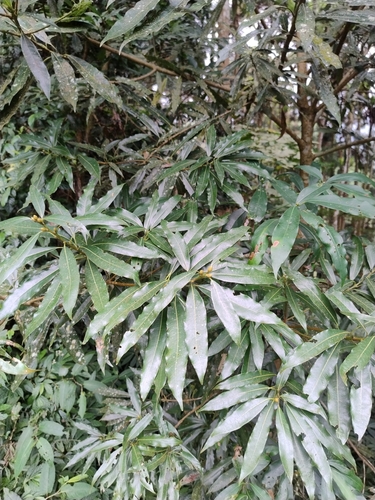 Actinodaphne observed 2026-10-01