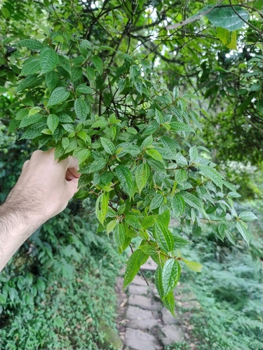 Oreocnide pedunculata observed 2026-10-01