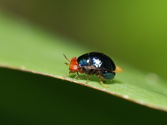 Celyphidae