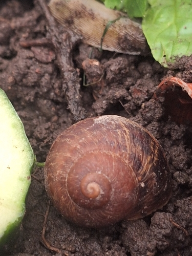 Garden Snail