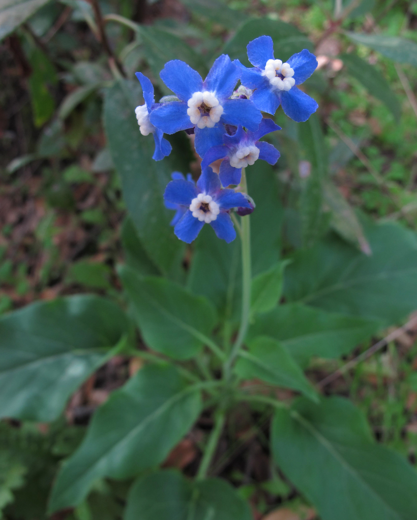 Pacific Hounds Tongue Flora And Fauna Of Empire Mine State Park Of