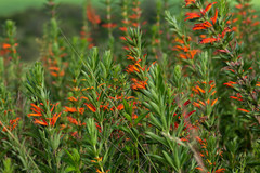 Siphocampylus verticillatus