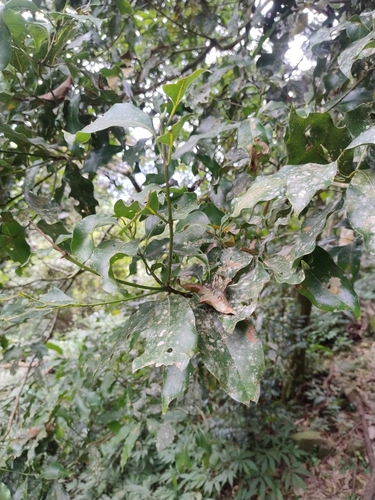 Beilschmiedia erythrophloia observed 2026-10-01