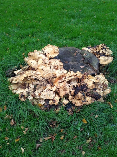 Giant Polypore