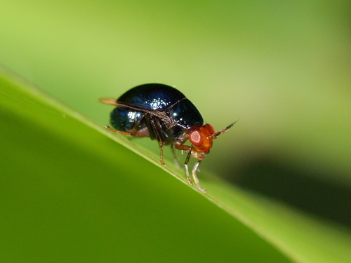 Celyphidae