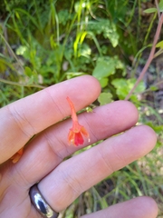 Delphinium nudicaule