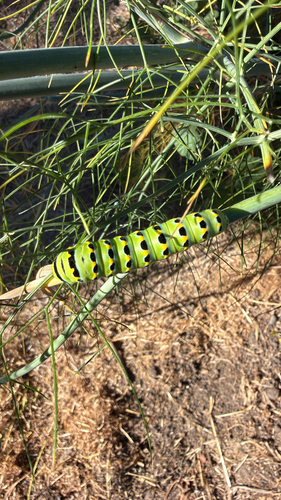 Anise Swallowtail seen in Sonoma Valley