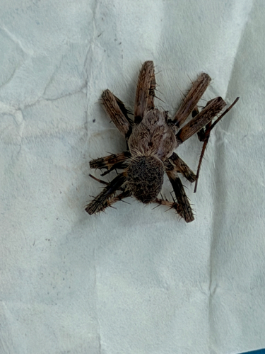 Spotted Orbweaver