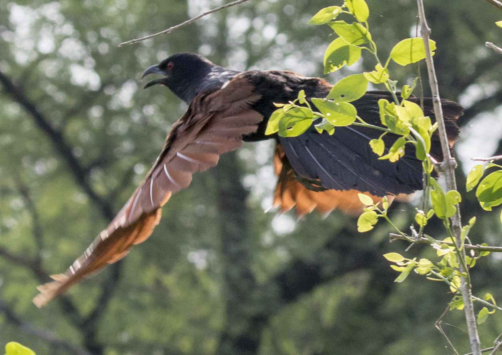 Greater Coucal