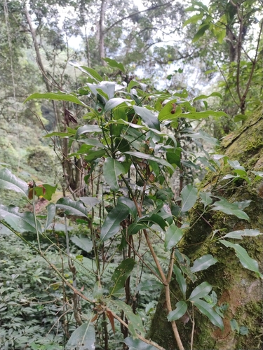 Beilschmiedia erythrophloia observed 2026-10-01