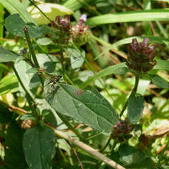 Sericopimpla australis