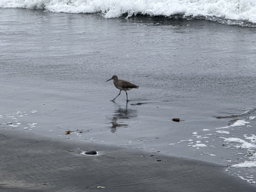 Willet