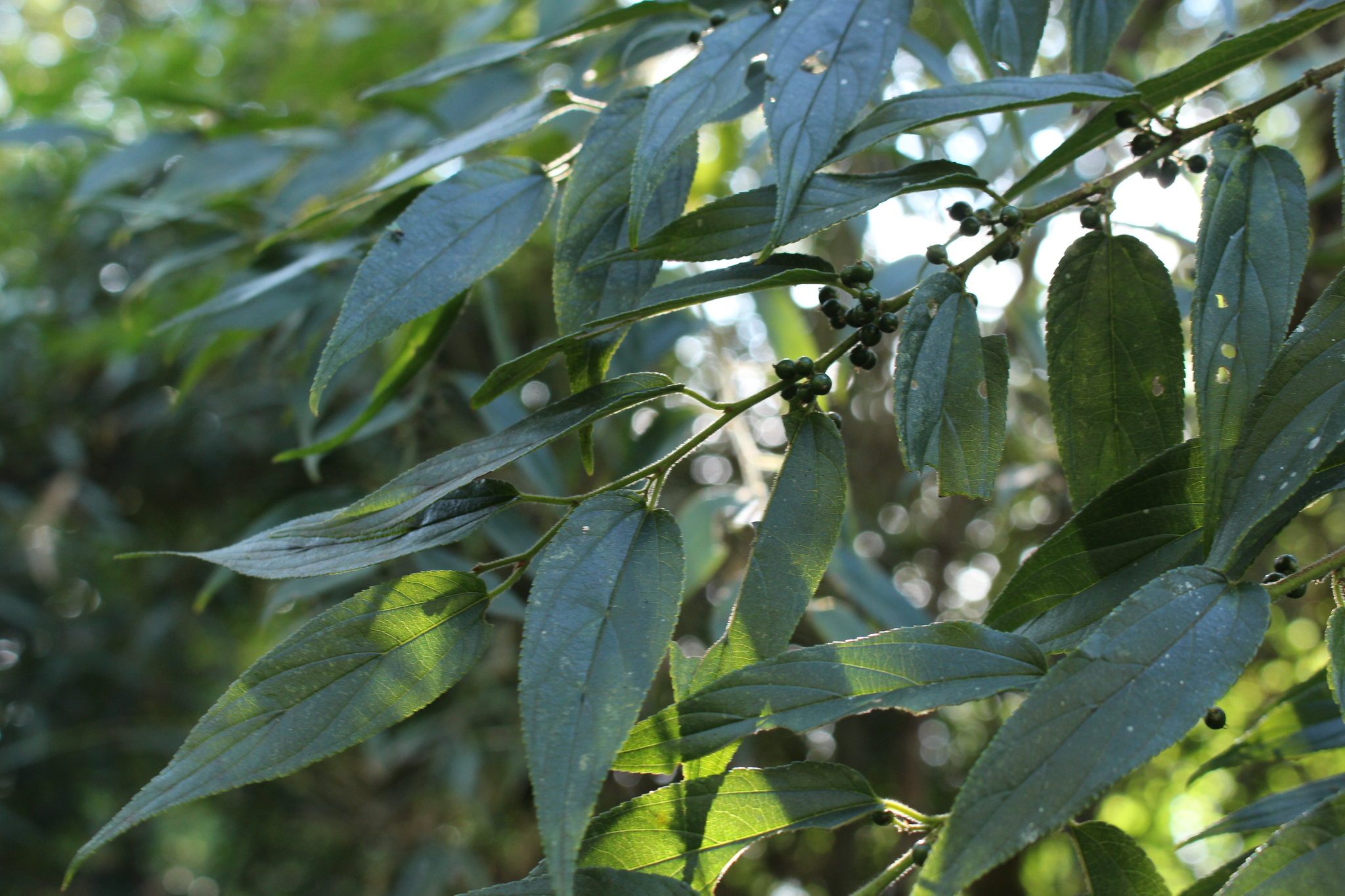 Trema micranthum